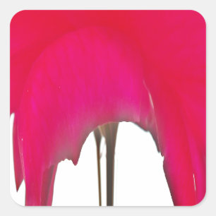 Moment Captured: A Red Rose Petal Elegance Square Sticker