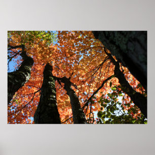 Moment of Fall Zen Poster