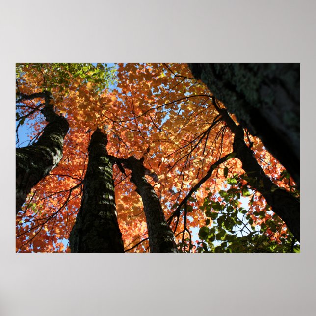 Moment of Fall Zen Poster (Front)