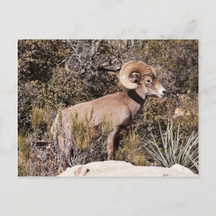 Momentary Pause Postcard