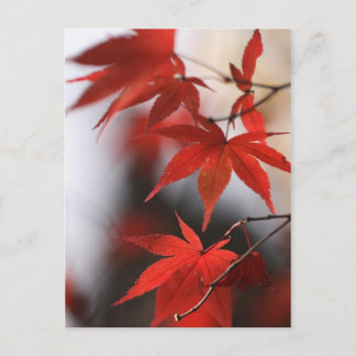 MOMIJI POSTCARD