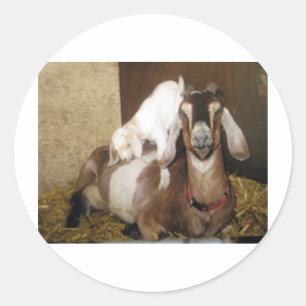 Momma and Baby Goat Classic Round Sticker