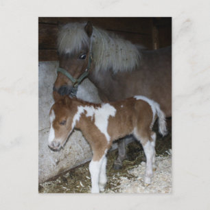 Momma and Baby Postcard