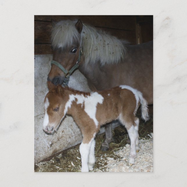 Momma and Baby Postcard (Front)