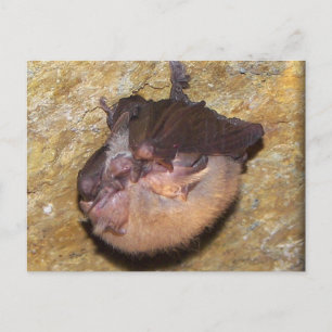 Momma Bat & Babies Postcard