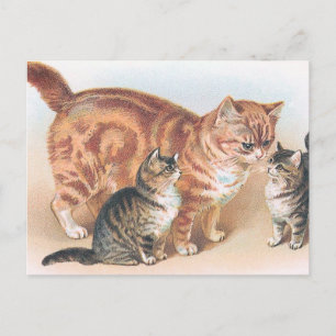 "Momma Cat" Vintage Postcard