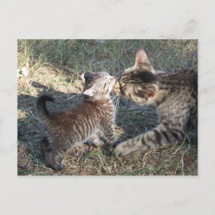 Momma cleans Baby Postcard