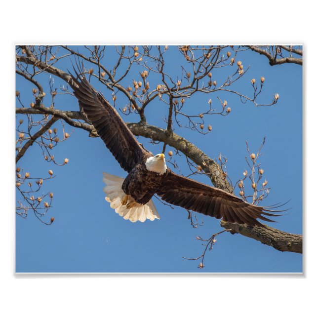 Momma Flies Photo Print (Front)