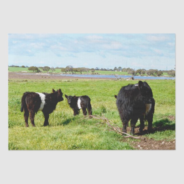 Mommy And Baby Galloway Cow, Tissue Paper (Front)