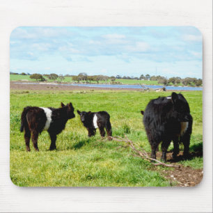 Mommy And Baby Galloway Cows, Mousepad