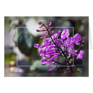 Mona Lavender Blossom
