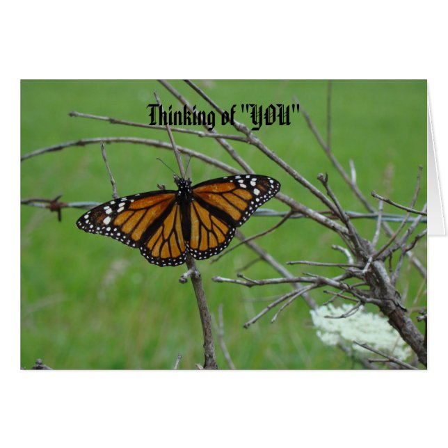 Monach Open Wings, Thinking of "YOU" (Front Horizontal)