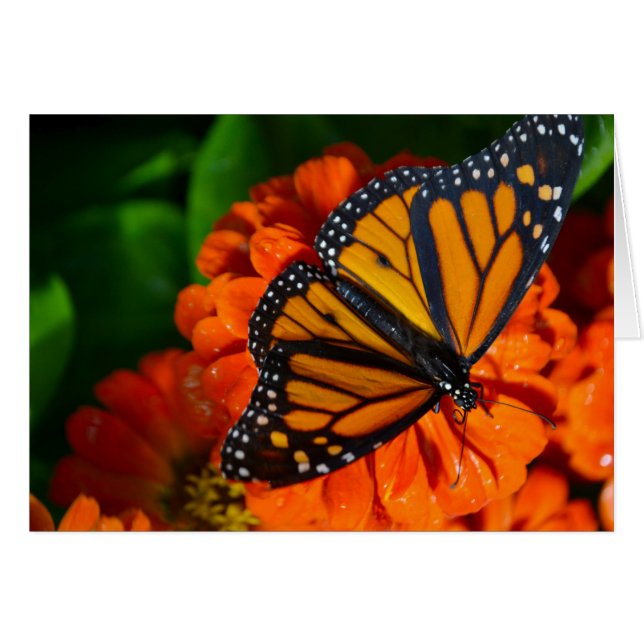 Monarch (Front Horizontal)