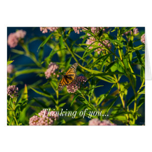 Monarch And Milkweed