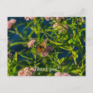 Monarch And Milkweed Thank You Postcard