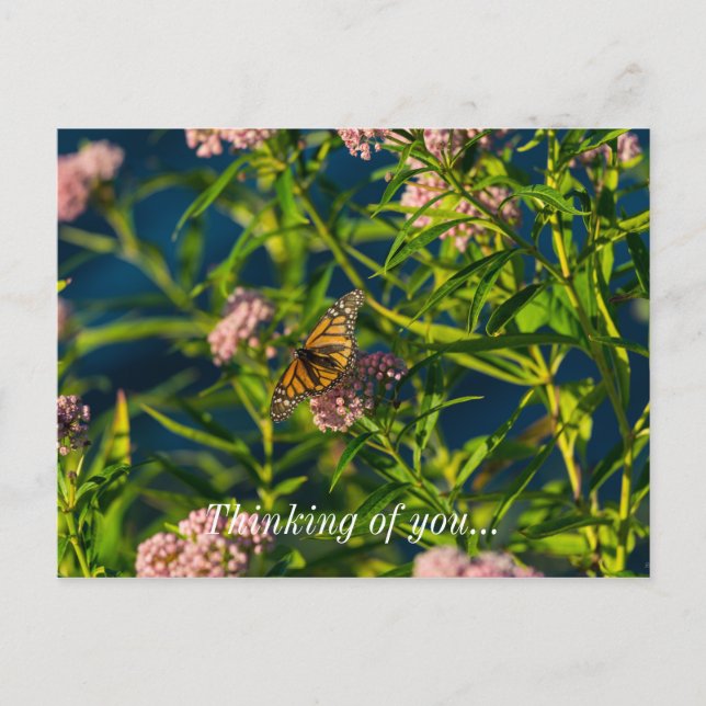 Monarch And Milkweed Thinking Of You Postcard (Front)