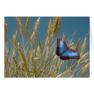 Monarch Blue Butterfly on Grain