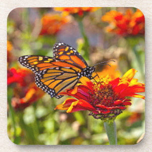 Monarch Buterfly Coaster