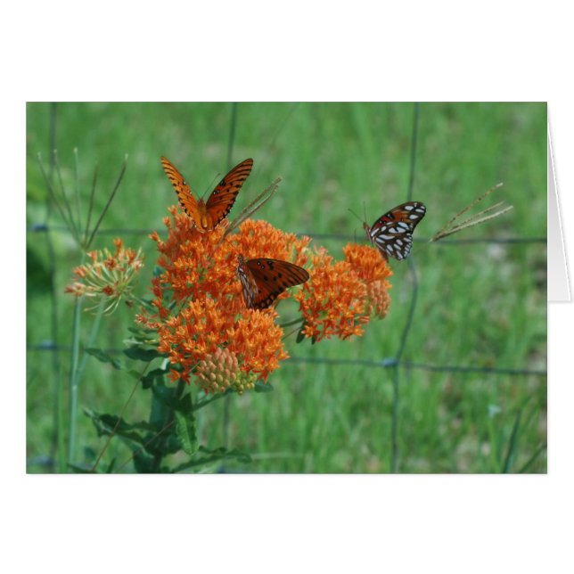 Monarch Butterflies Blank Card (Front Horizontal)