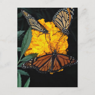 Monarch butterflies feeding postcard
