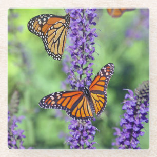 Monarch Butterflies on English Lavender Flowers Glass Coaster