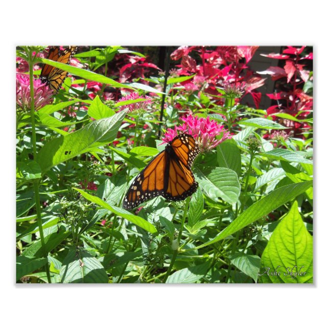 Monarch Butterflies Photo Print (Front)
