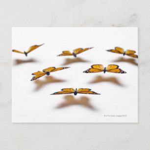 Monarch Butterflies Postcard