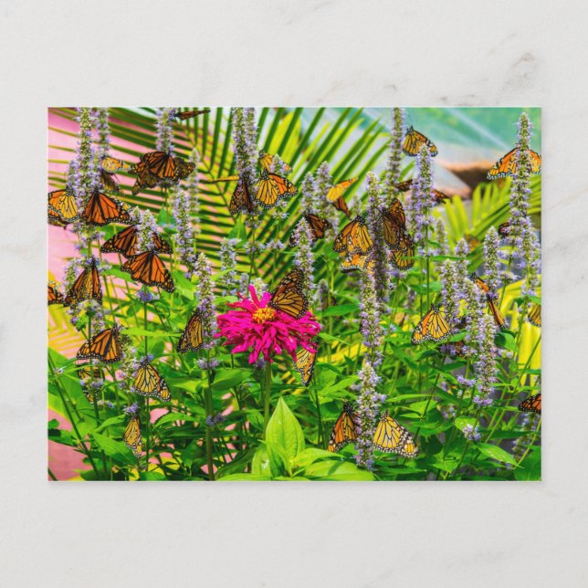 Monarch Butterflies Postcard (Front)