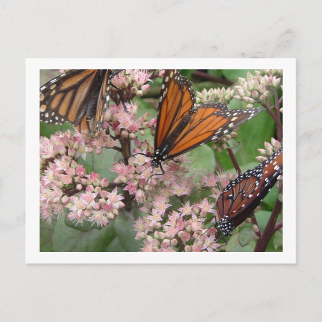 Monarch Butterflies Postcard (Front)