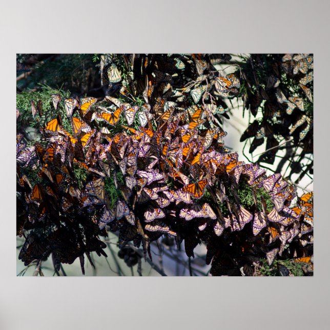 Monarch Butterflies Poster (Front)