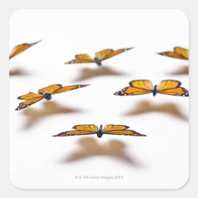 Monarch Butterflies Square Sticker (Front)