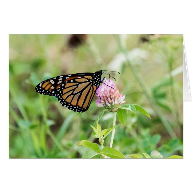 Monarch Butterfly (Front Horizontal)