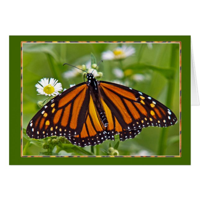 Monarch Butterfly (Front Horizontal)