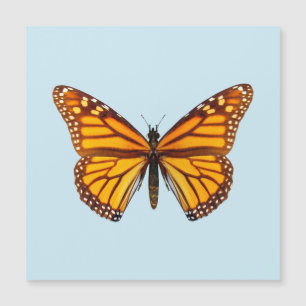 Monarch Butterfly