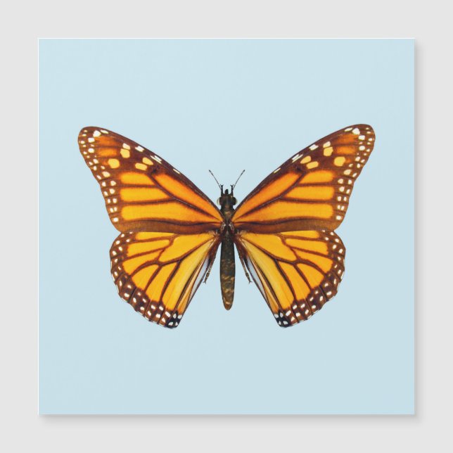 Monarch Butterfly (Front)