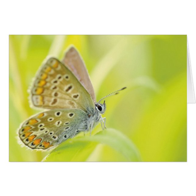 Monarch Butterfly (Front Horizontal)