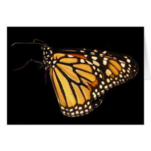Monarch Butterfly