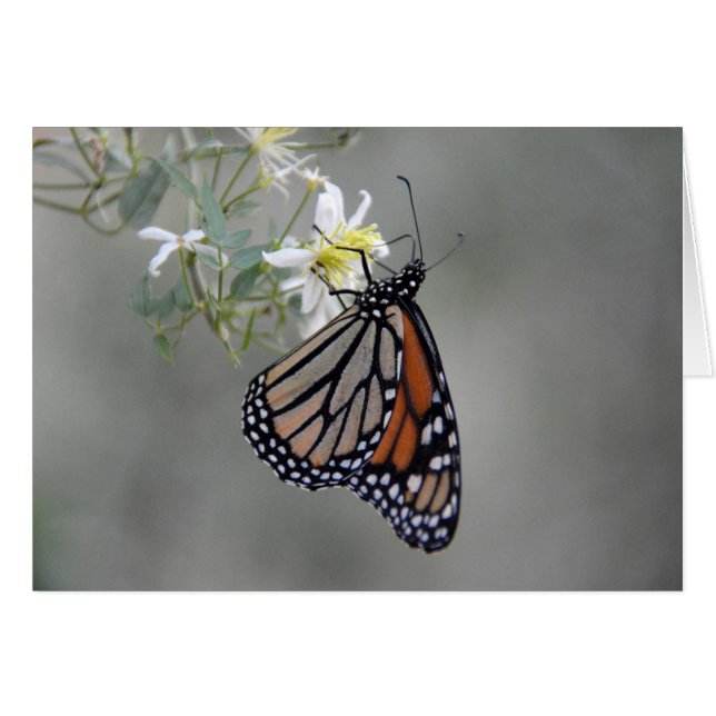 Monarch Butterfly (Front Horizontal)