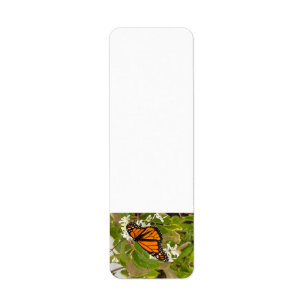 Monarch Butterfly