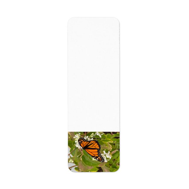 Monarch Butterfly (Front)