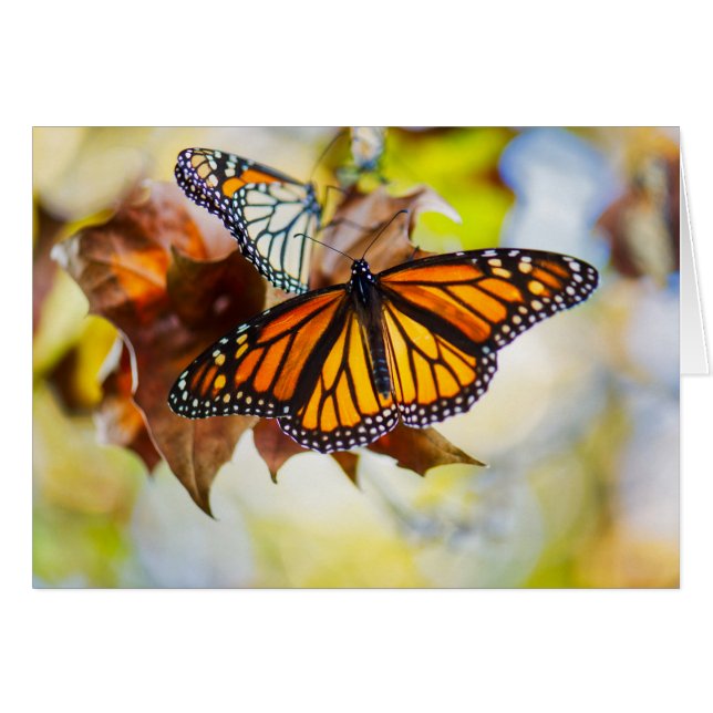Monarch Butterfly (Front Horizontal)