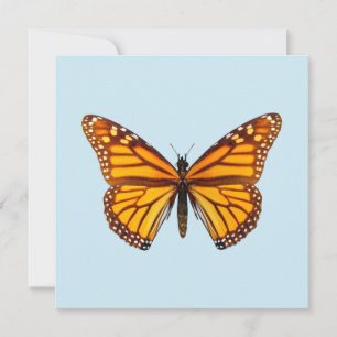Monarch Butterfly