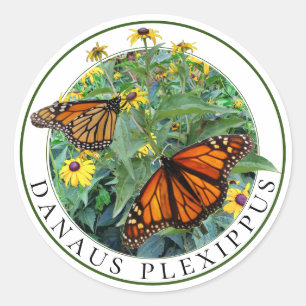 Monarch Butterfly and Black Eyed Susan Rudbeckia Classic Round Sticker