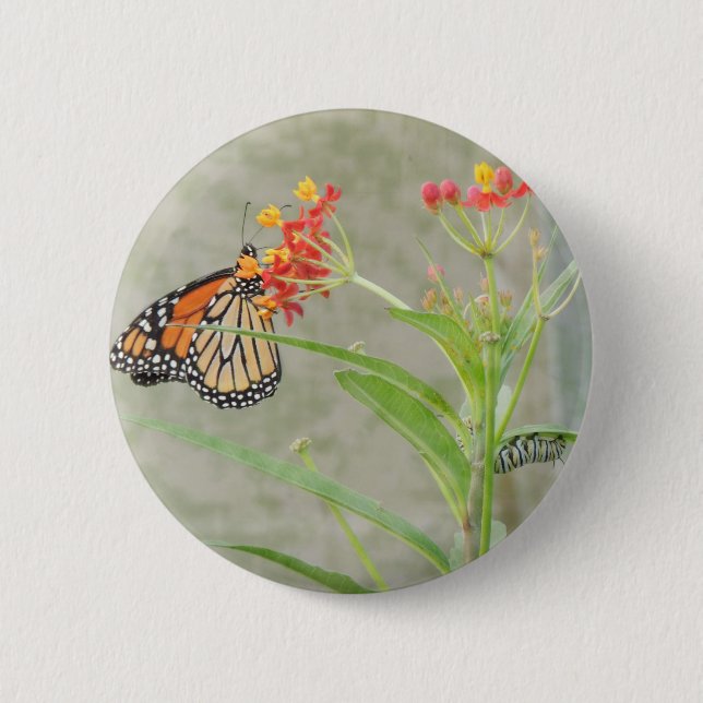 Monarch Butterfly and Caterpillar 6 Cm Round Badge (Front)