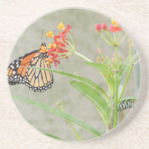 Monarch Butterfly and Caterpillar Coaster