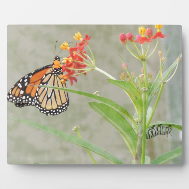Monarch Butterfly and Caterpillar Plaque (Front)
