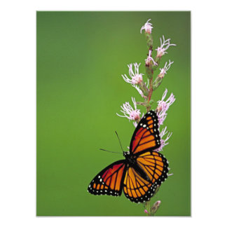 Monarch Butterfly and Flower On Green Background Photo Print