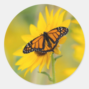 Monarch Butterfly and Sunflower Garden Photo Classic Round Sticker