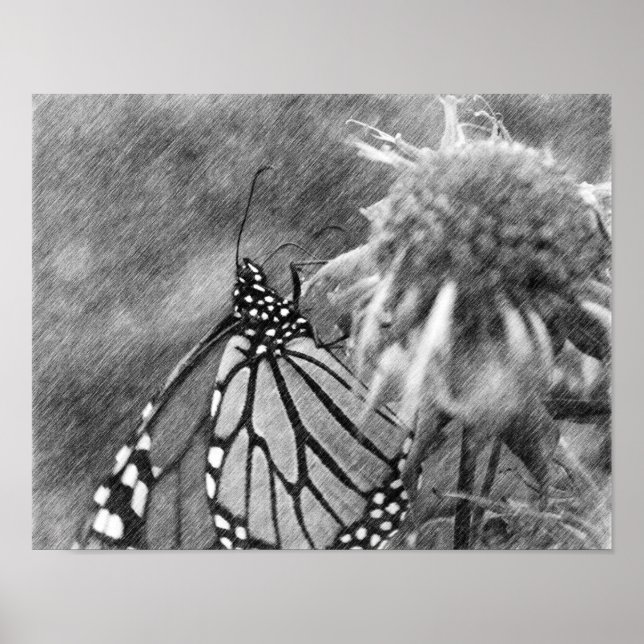 Monarch Butterfly Black Pencil Art  Poster (Front)