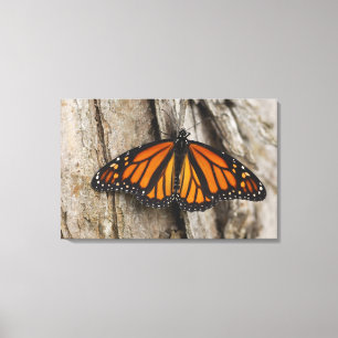 Monarch Butterfly Canvas Print